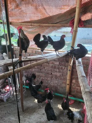 Deshi Chicken Hatching Eggs