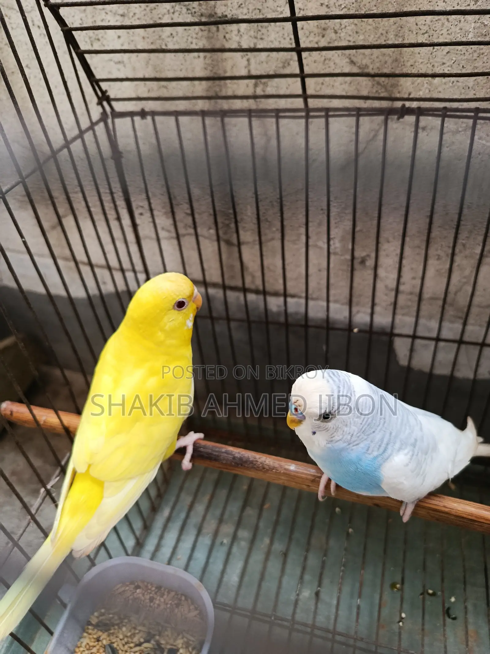 A pair of budgie birds will be sold