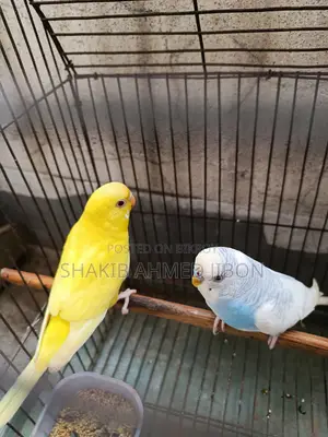 A pair of budgie birds will be sold