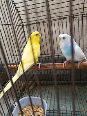 A pair of budgie birds will be sold