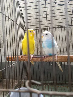 A pair of budgie birds will be sold