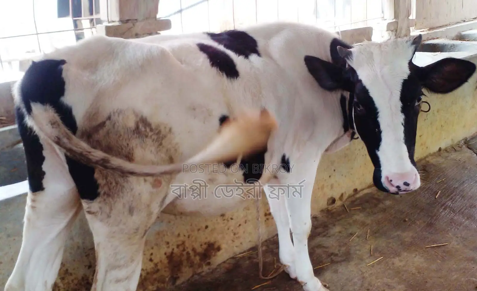 Improved breed heifer number 1786 for sale.