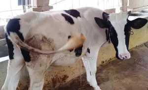 Improved breed heifer number 1786 for sale.