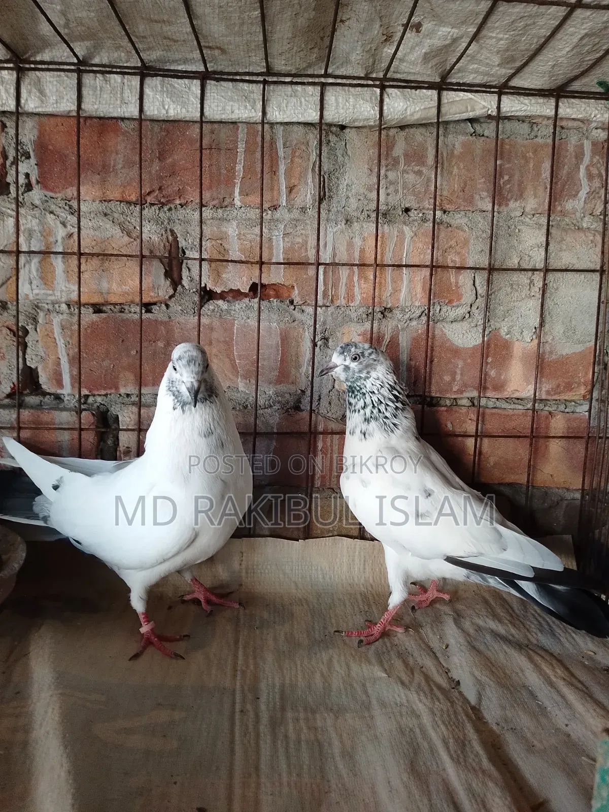 Giribaj Pigeon