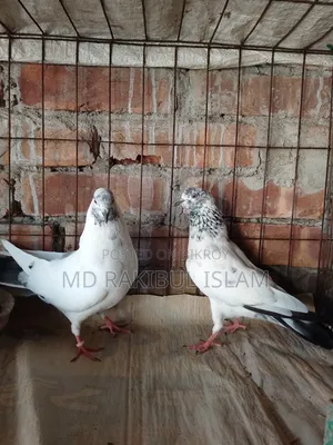 Giribaj Pigeon