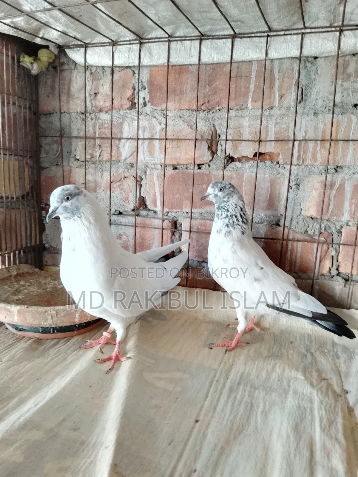 Giribaj Pigeon