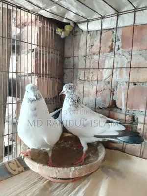 Giribaj Pigeon