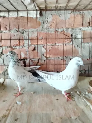 Giribaj Pigeon
