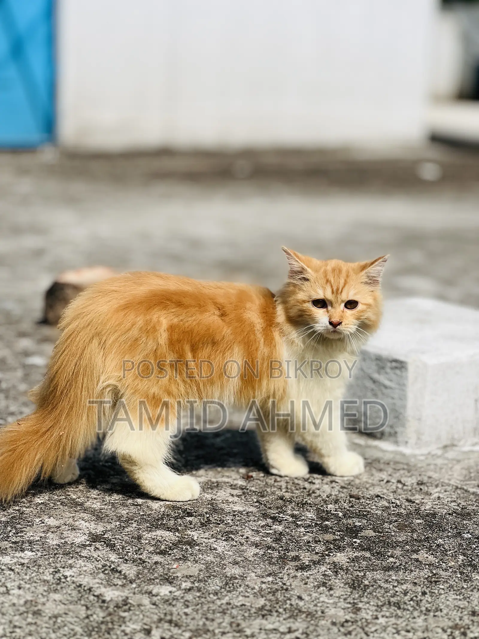 3-6 Months Female Purebred Persian