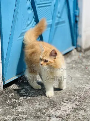 3-6 Months Female Purebred Persian