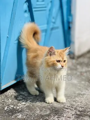 3-6 Months Female Purebred Persian