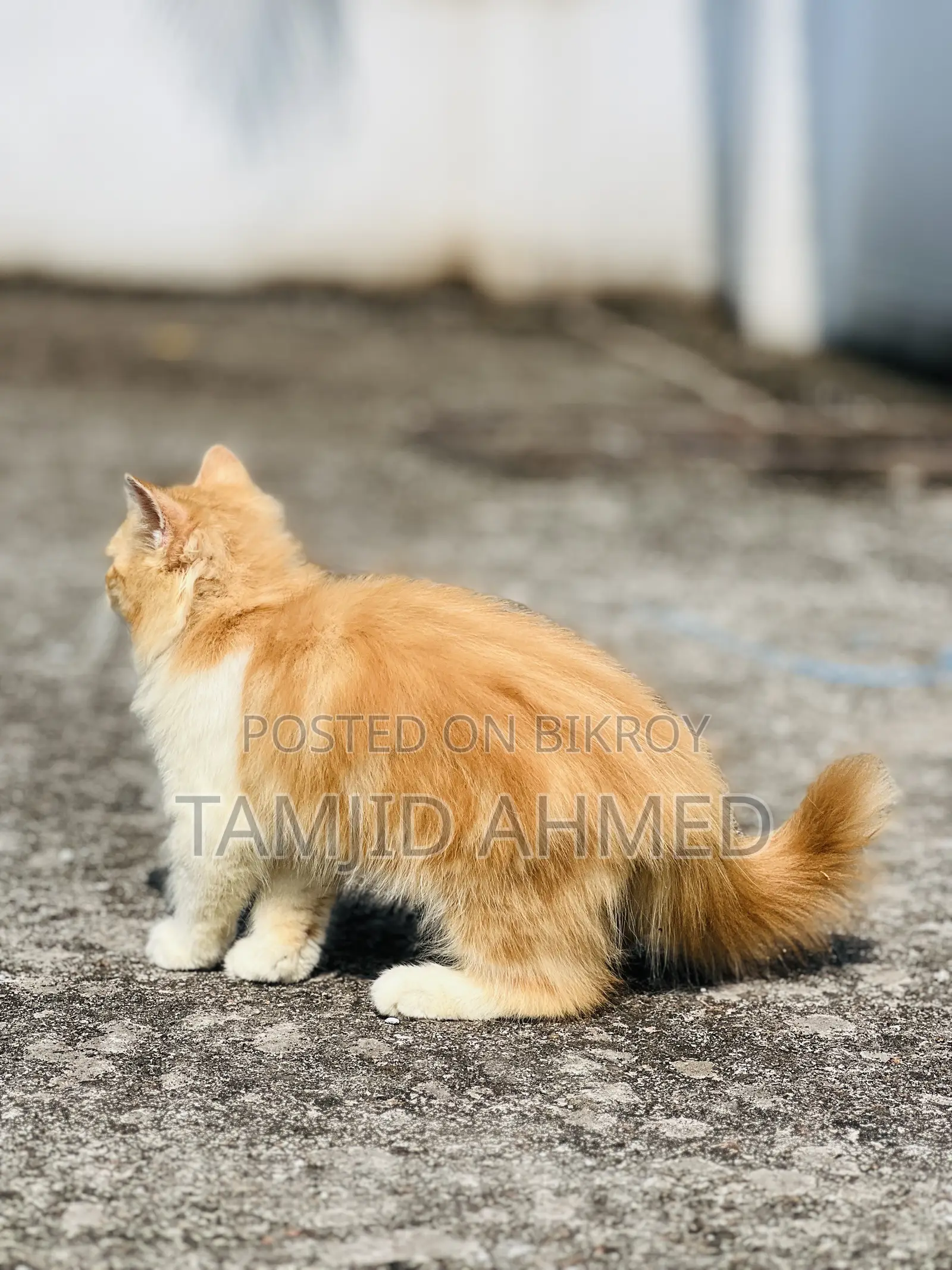 3-6 Months Female Purebred Persian