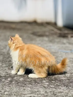 3-6 Months Female Purebred Persian