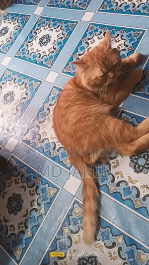 6-12 months Male Purebred Persian
