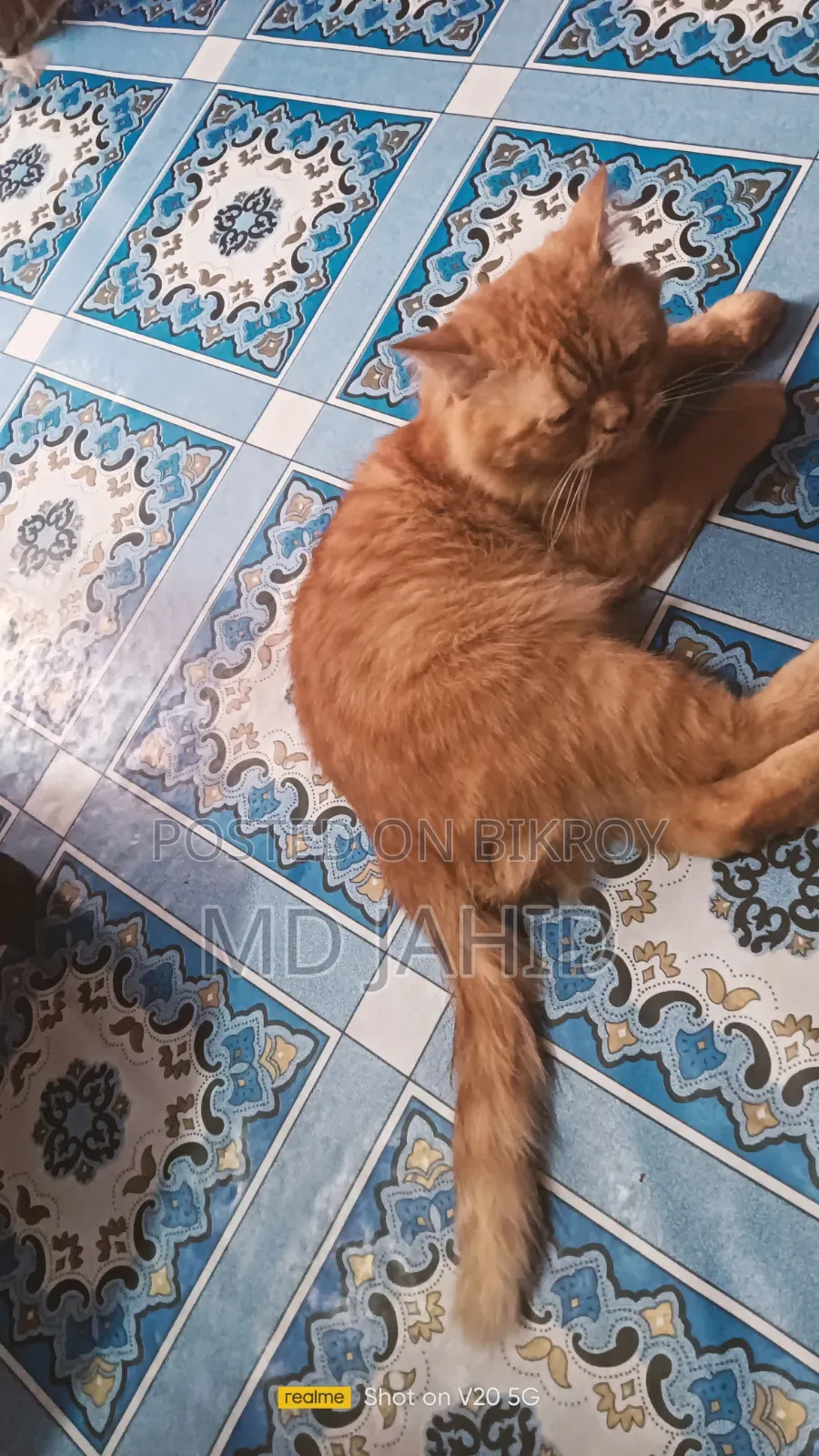 6-12 months Male Purebred Persian