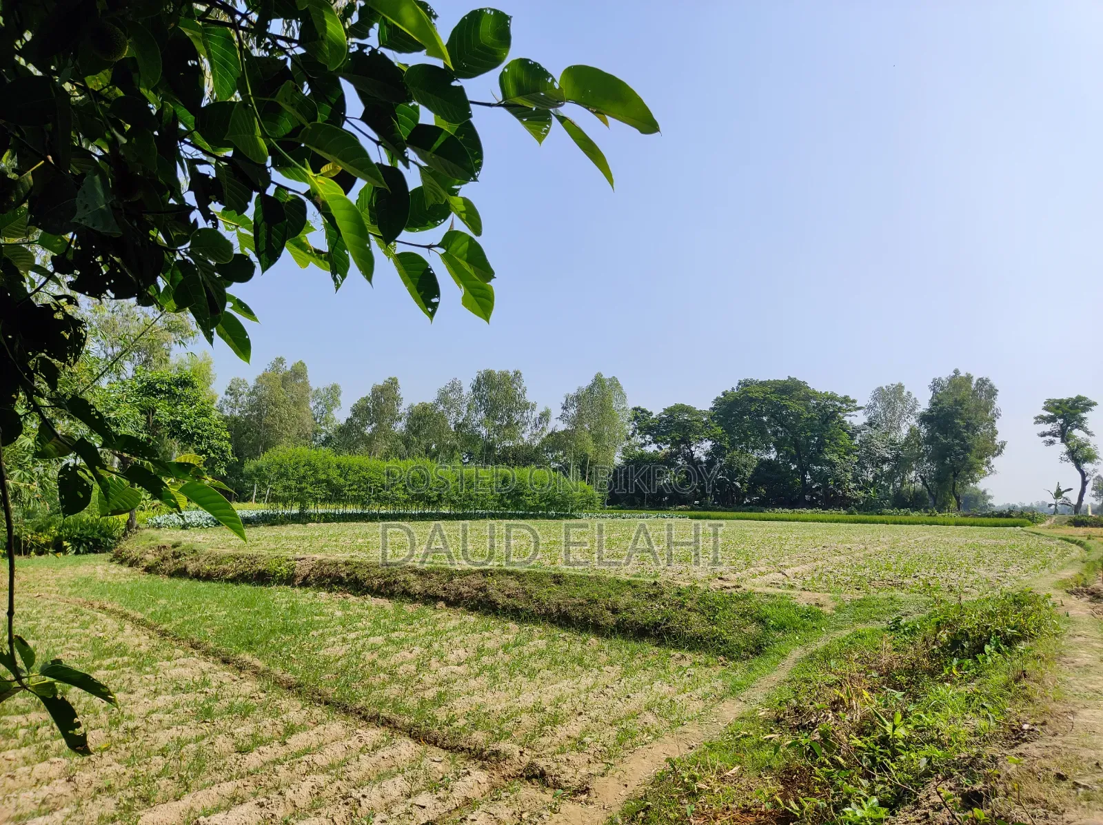 246 decimal large land for sale in Taraganj, Rangpur