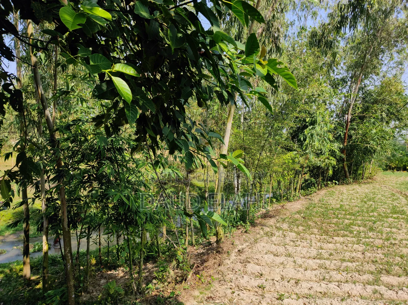 246 decimal large land for sale in Taraganj, Rangpur
