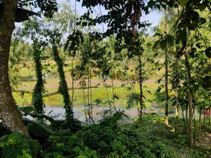 246 decimal large land for sale in Taraganj, Rangpur