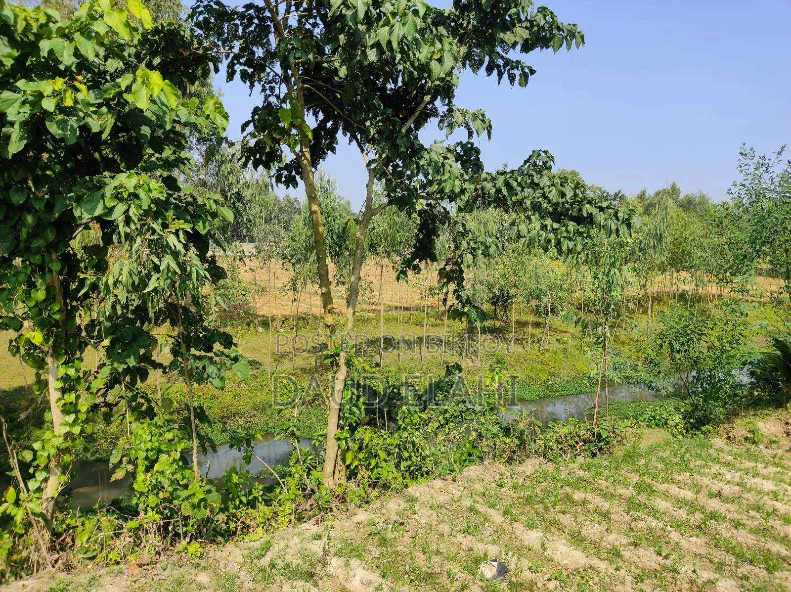 246 decimal large land for sale in Taraganj, Rangpur