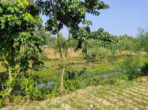 246 decimal large land for sale in Taraganj, Rangpur