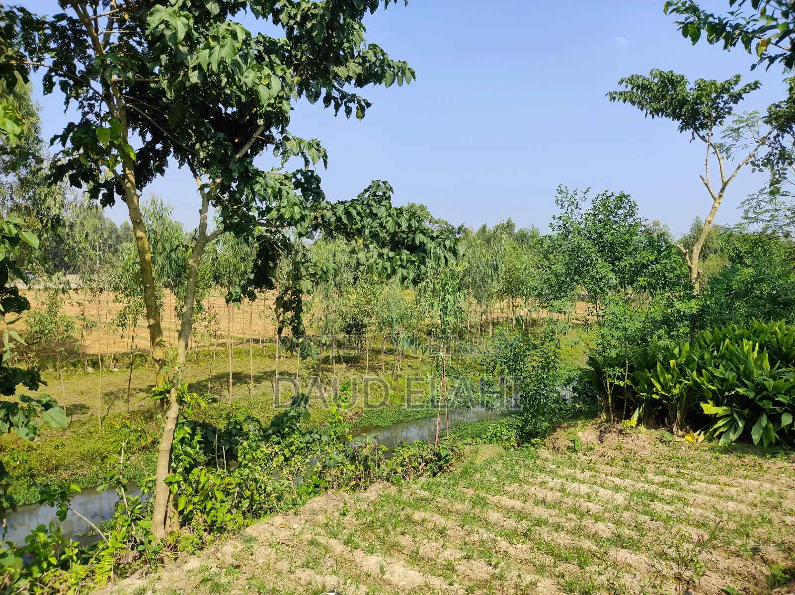 246 decimal large land for sale in Taraganj, Rangpur