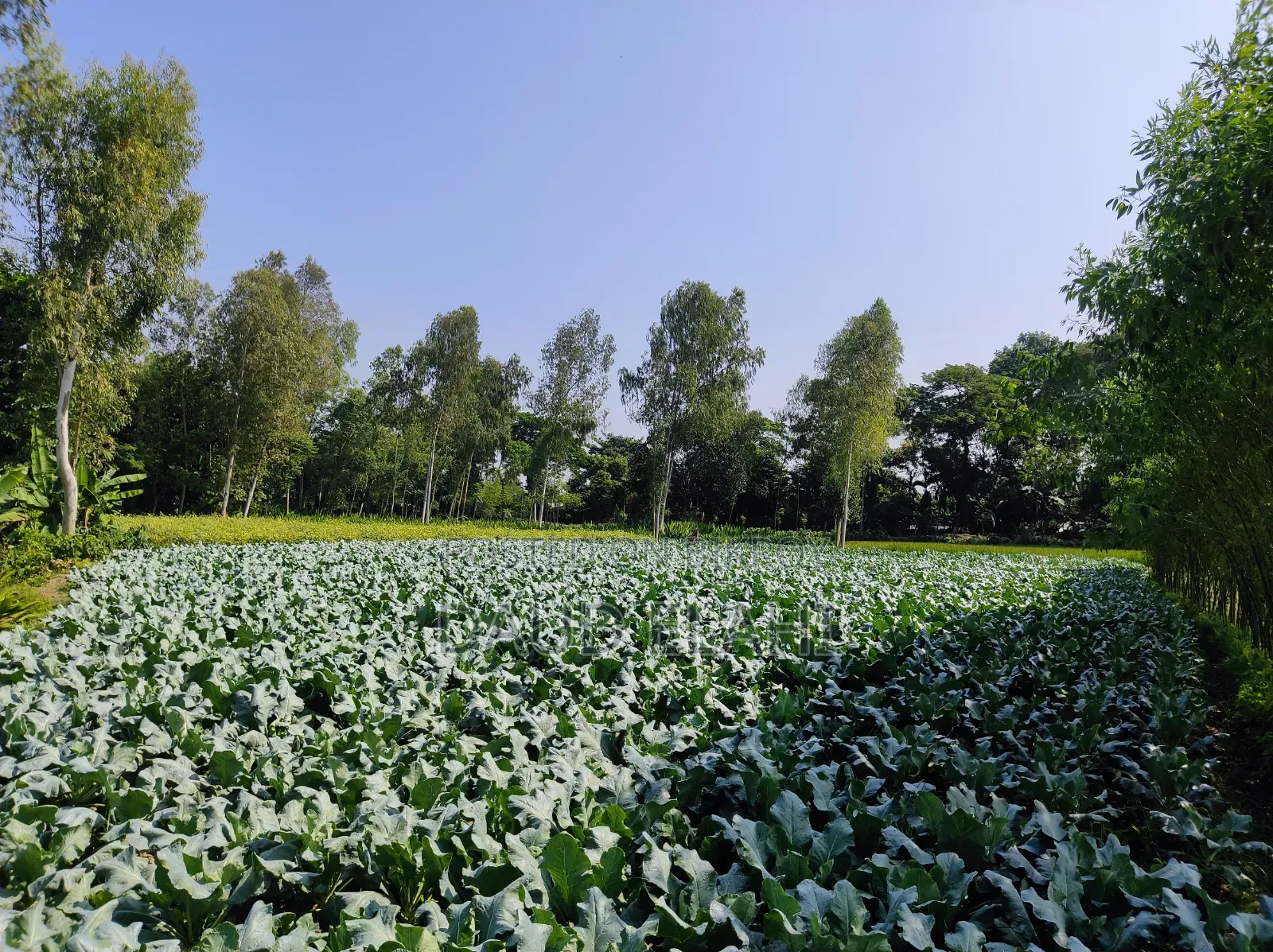 246 decimal large land for sale in Taraganj, Rangpur