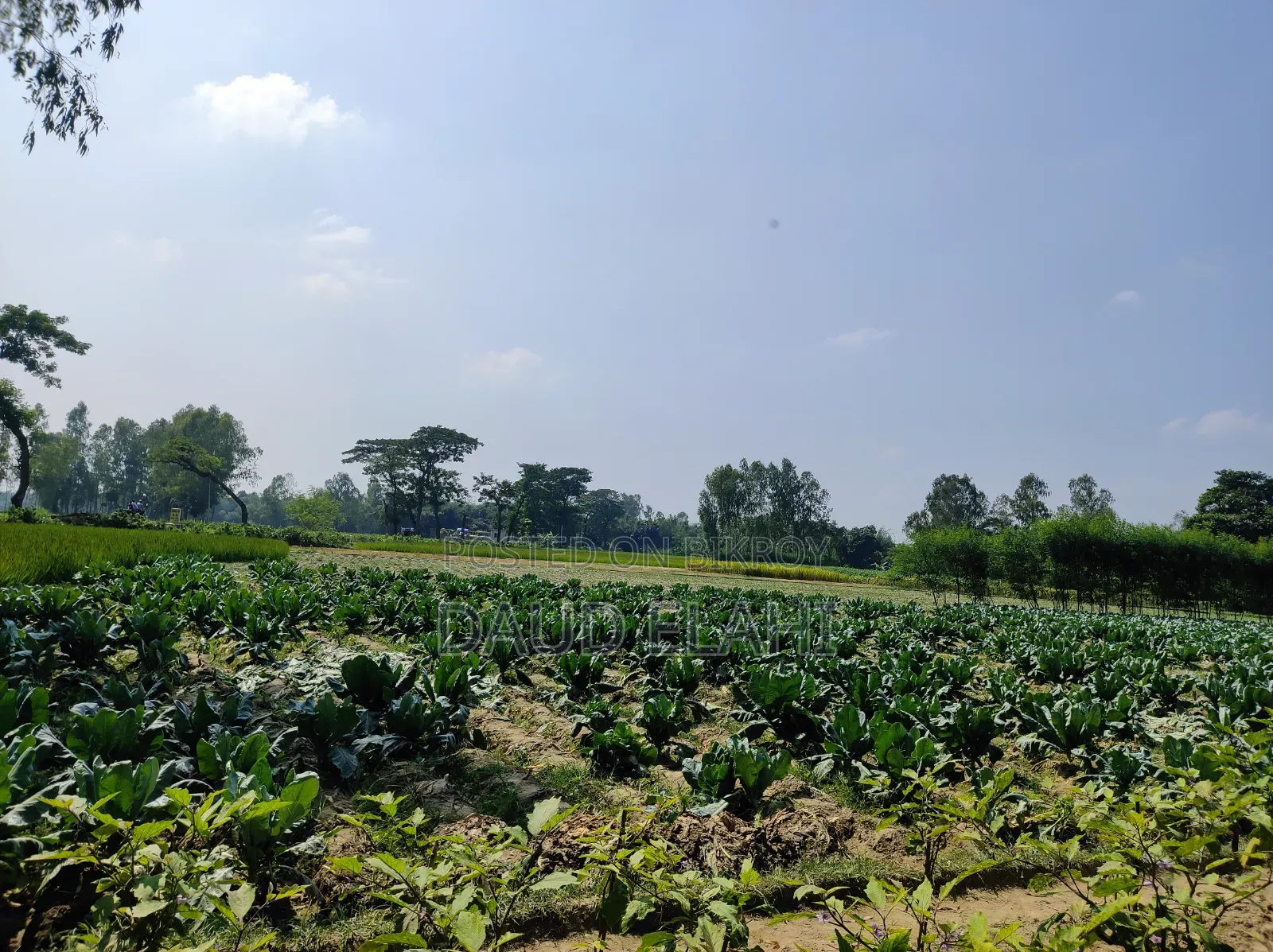 246 decimal large land for sale in Taraganj, Rangpur