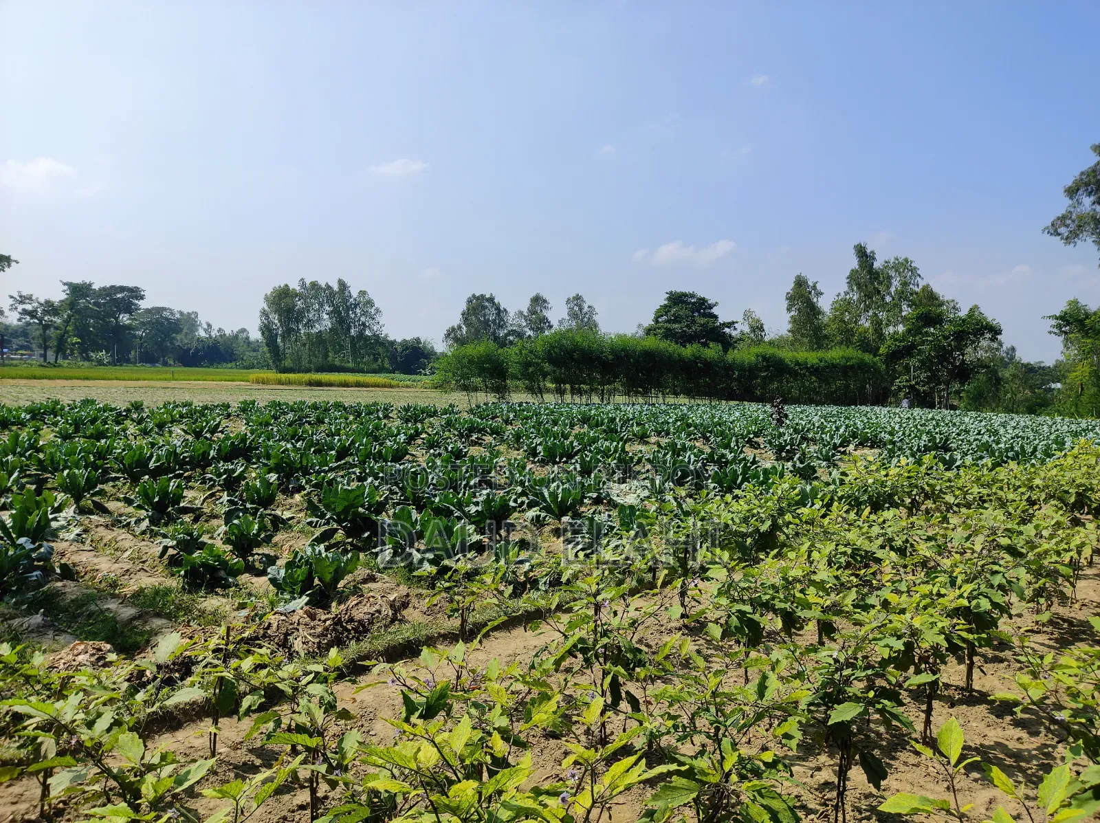 246 decimal large land for sale in Taraganj, Rangpur