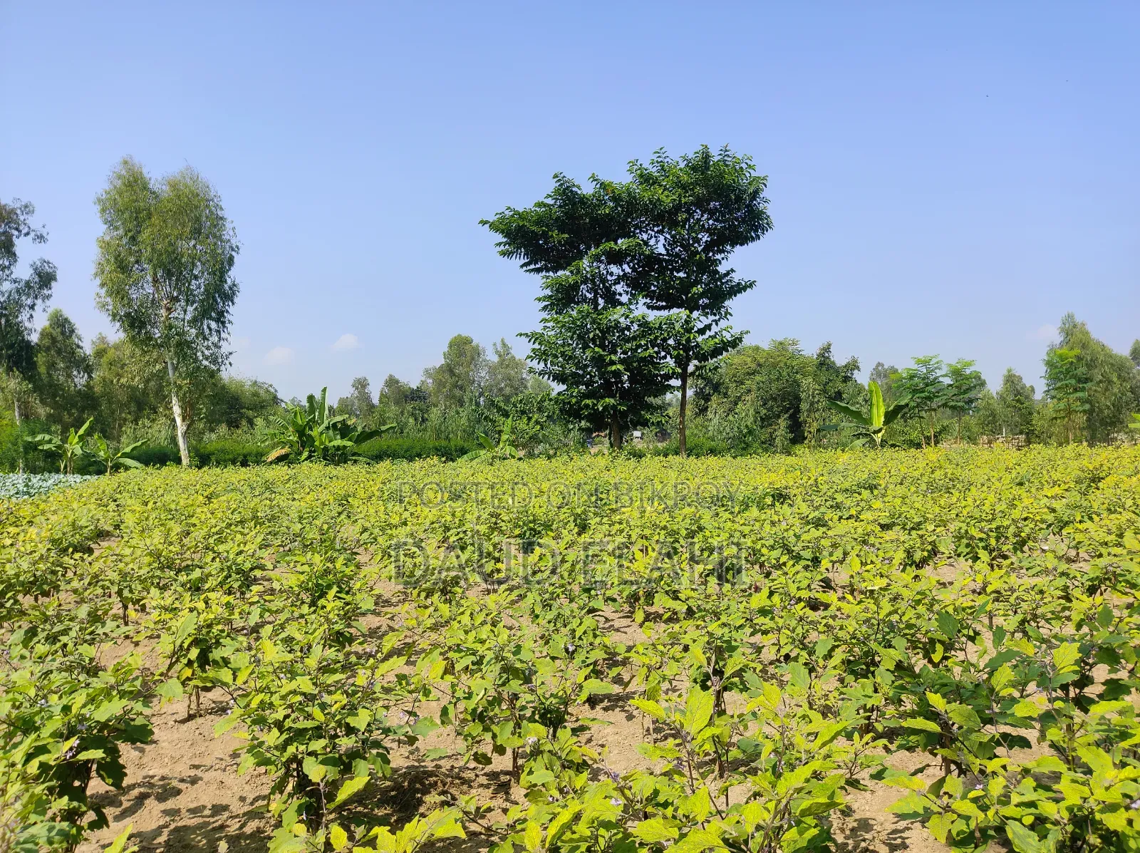 246 decimal large land for sale in Taraganj, Rangpur