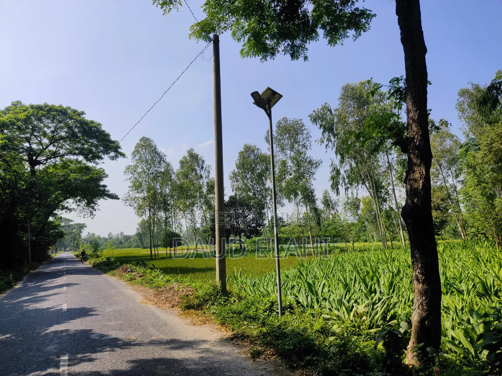 246 decimal large land for sale in Taraganj, Rangpur