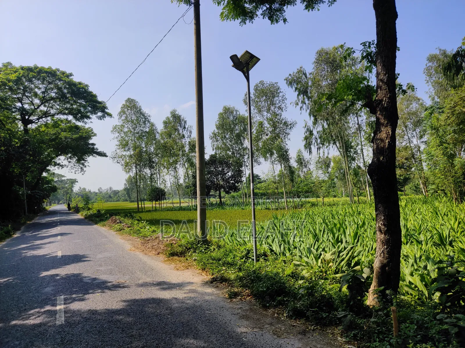 246 decimal large land for sale in Taraganj, Rangpur