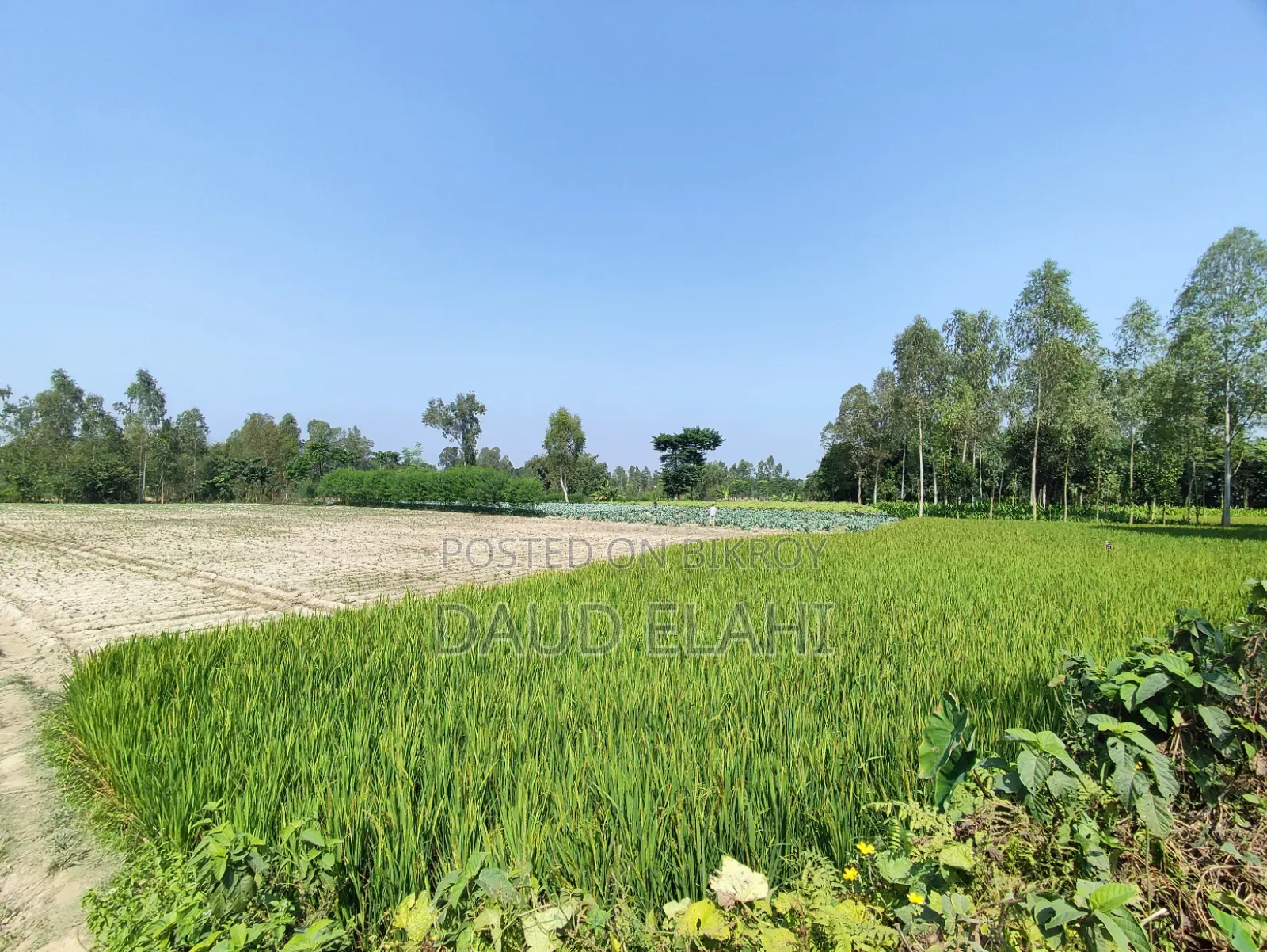 246 decimal large land for sale in Taraganj, Rangpur