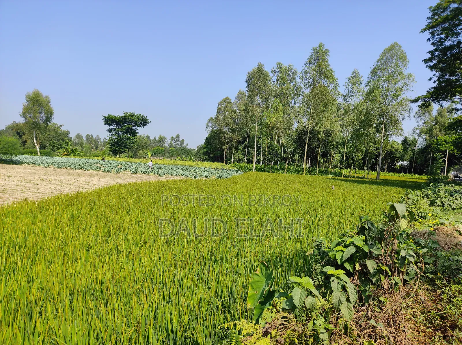 246 decimal large land for sale in Taraganj, Rangpur