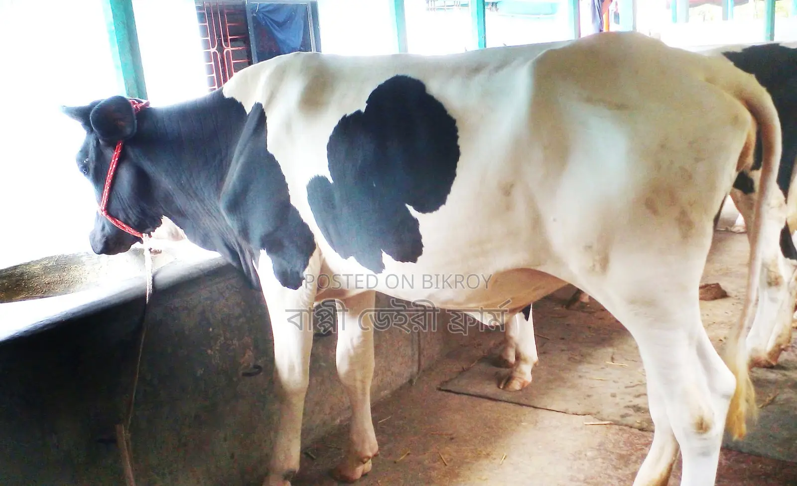 No. 1787 Good breed heifer for rearing.