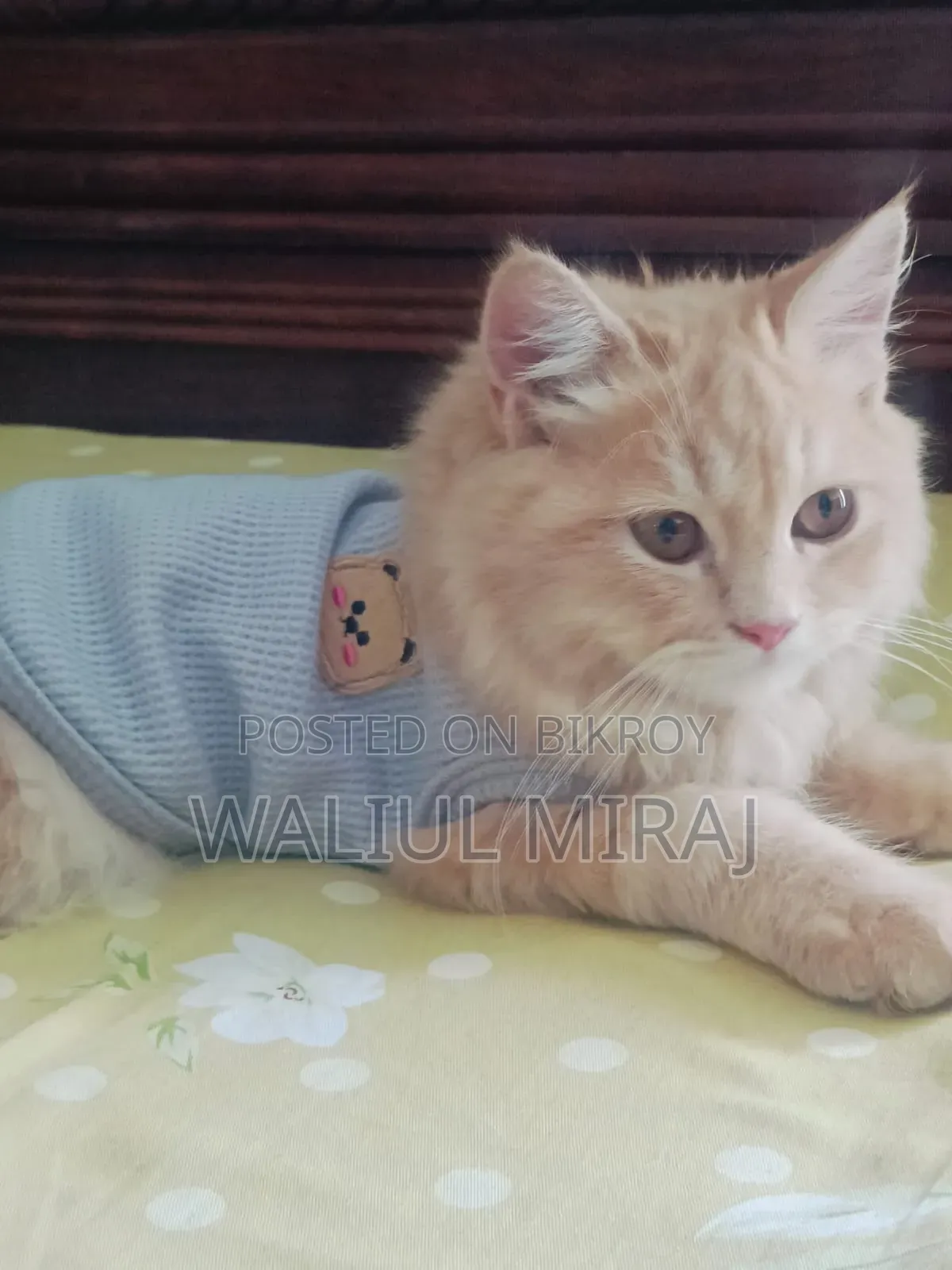 3-6 months Female Purebred Persian