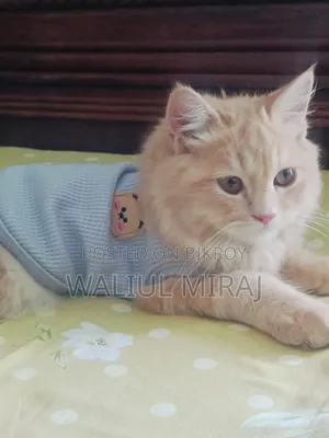 3-6 months Female Purebred Persian