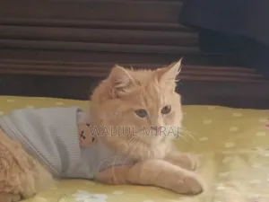 3-6 months Female Purebred Persian