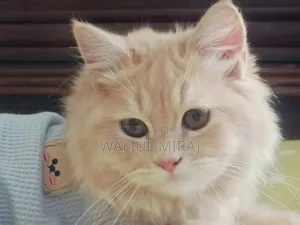 3-6 months Female Purebred Persian