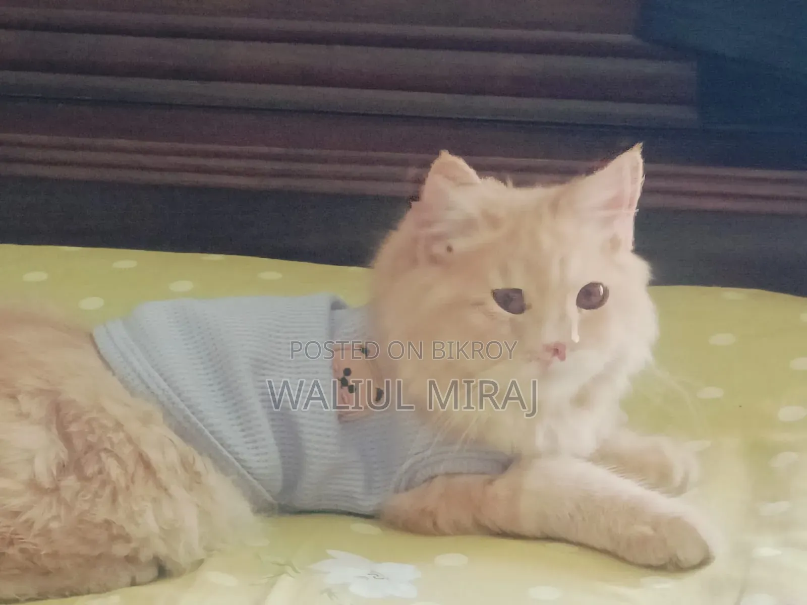 3-6 months Female Purebred Persian