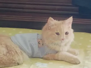 3-6 months Female Purebred Persian