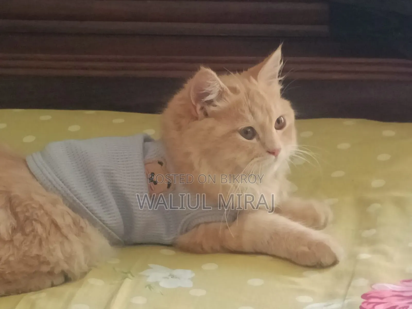 3-6 months Female Purebred Persian
