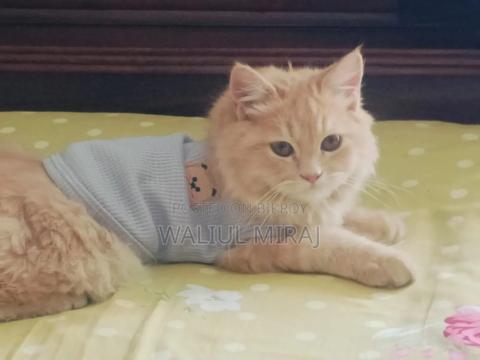 3-6 months Female Purebred Persian