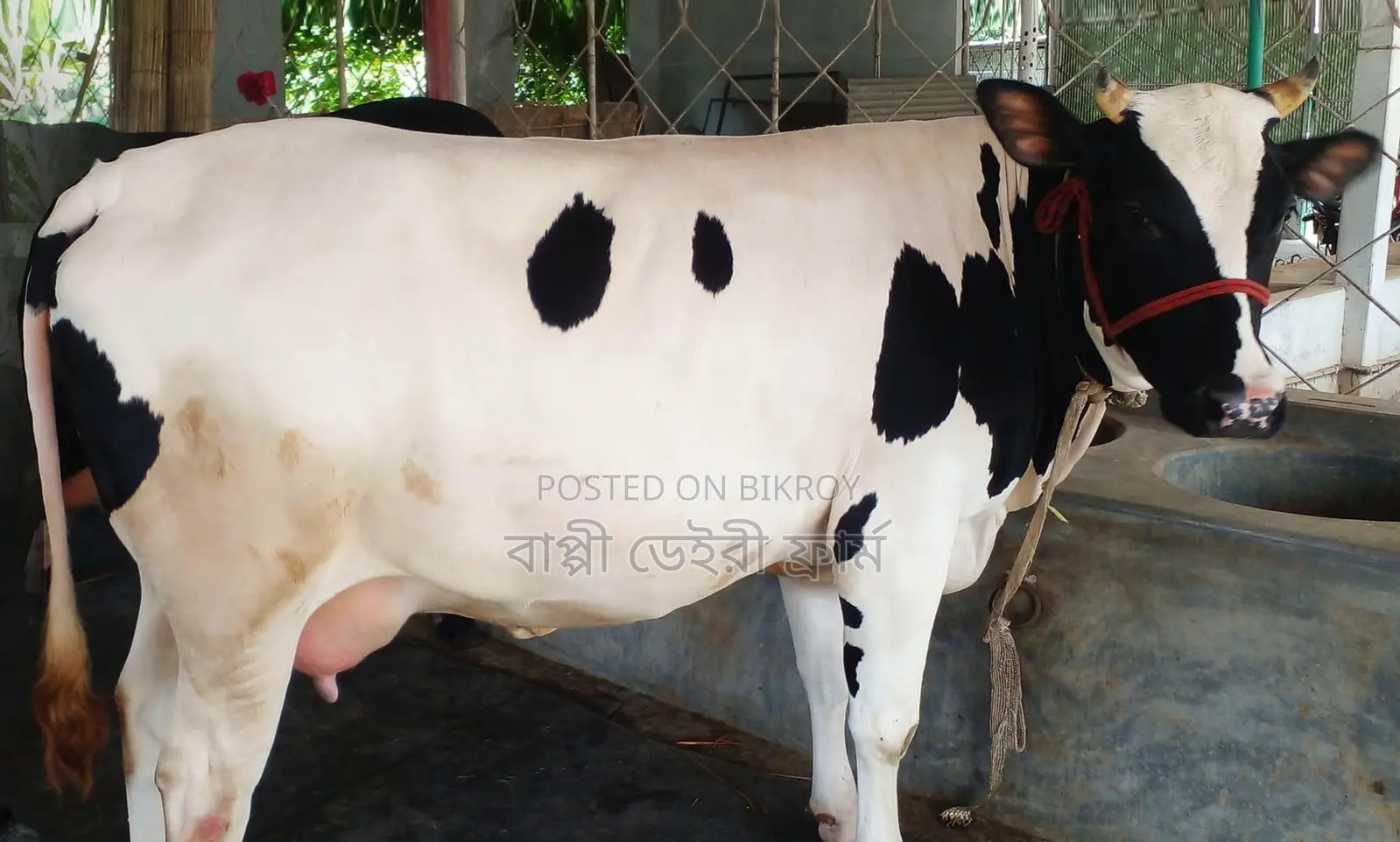 1788 No. Good Breed Dairy Cow.