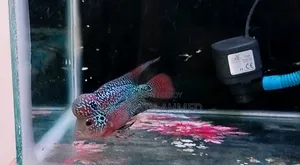 Flowerhorn Fish
