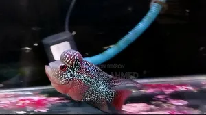 ফ্লাওয়ারহর্ন ফিশ