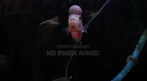 ফ্লাওয়ারহর্ন ফিশ