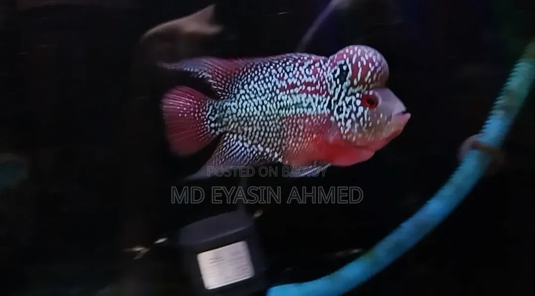 ফ্লাওয়ারহর্ন ফিশ