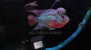 ফ্লাওয়ারহর্ন ফিশ