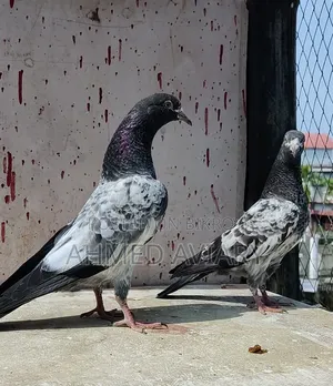 ১০ নং টেডি বেবি