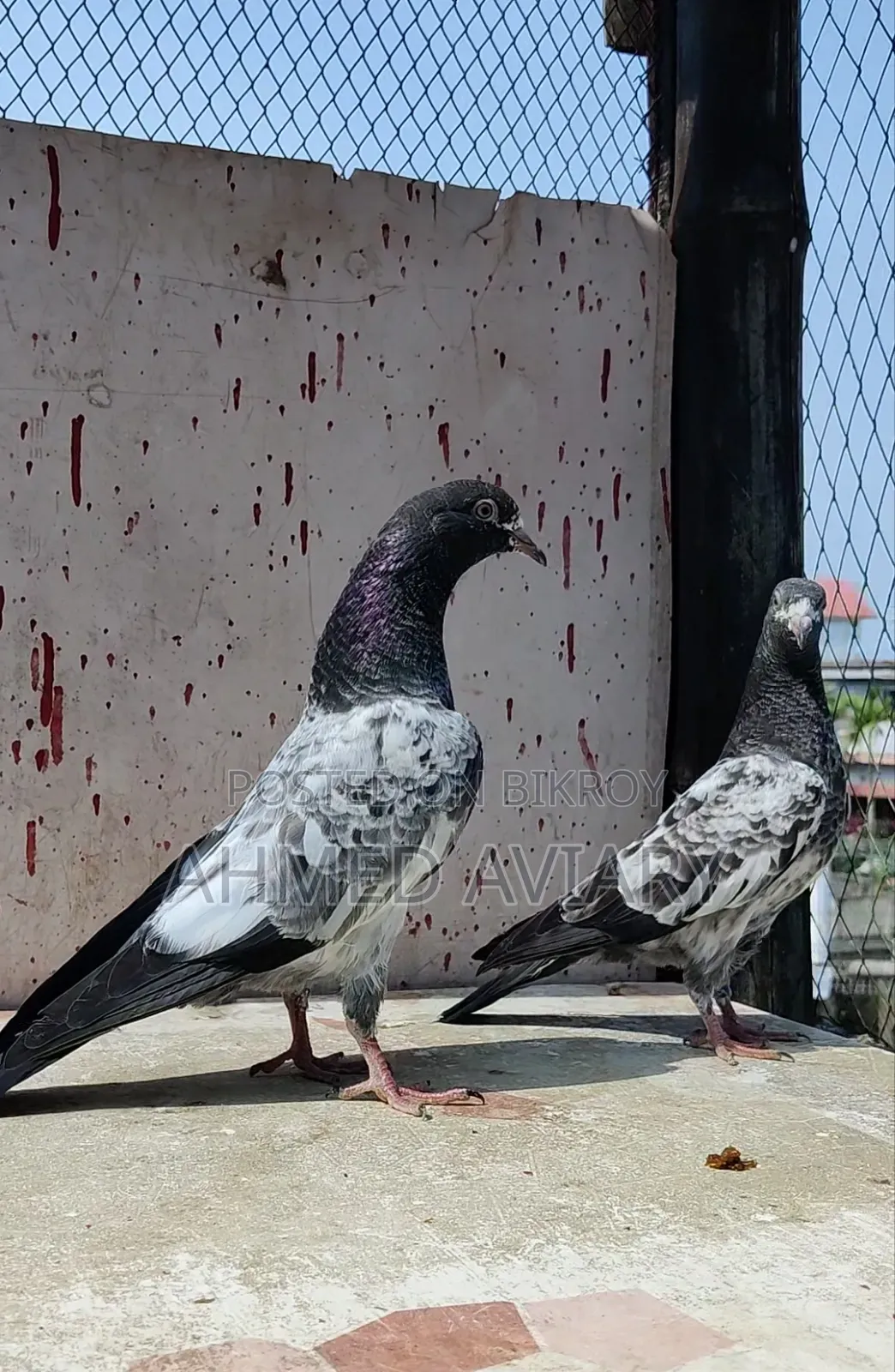 ১০ নং টেডি বেবি